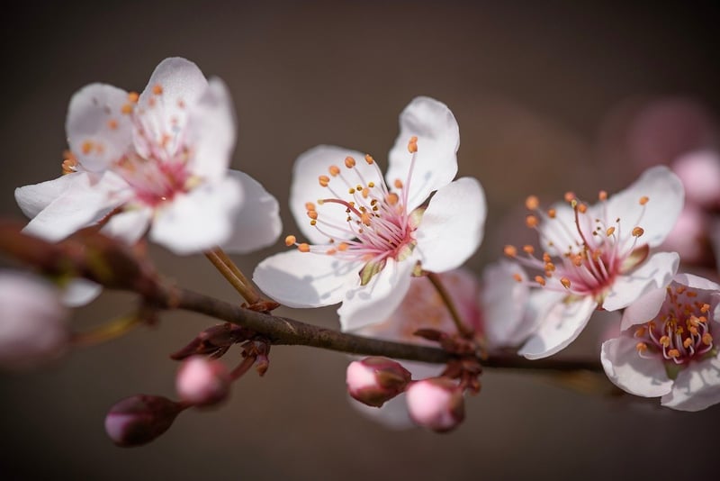 Tranquil Botanicals
