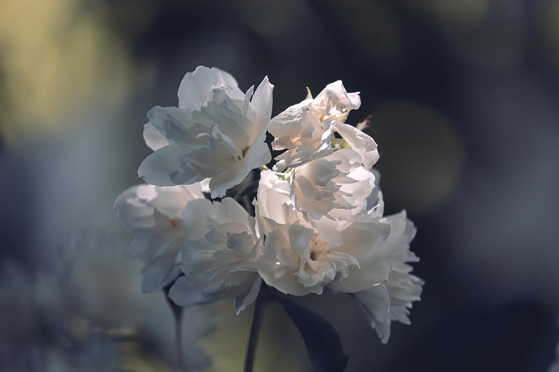 Jasmine